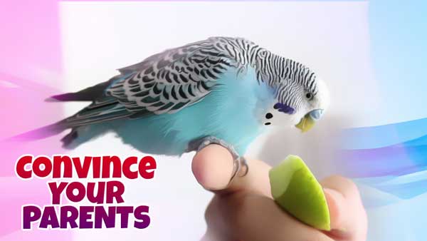 How to Convince Your Parents to Get a Bird Alen AxP