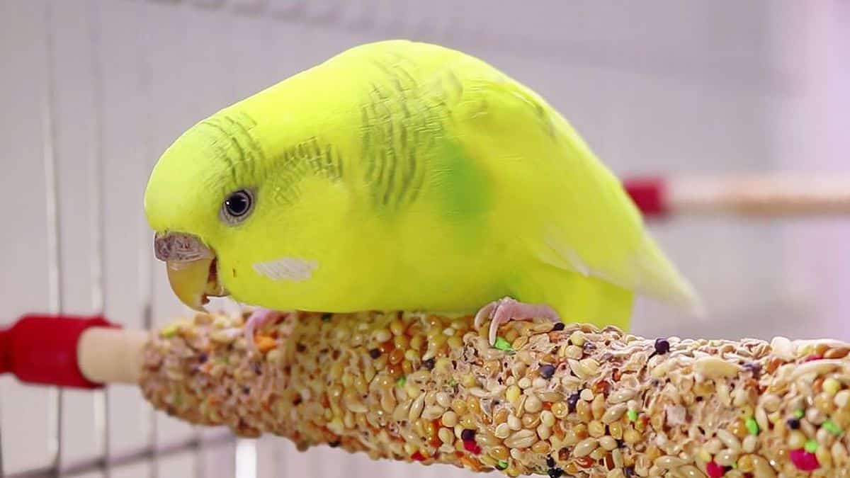 budgie food