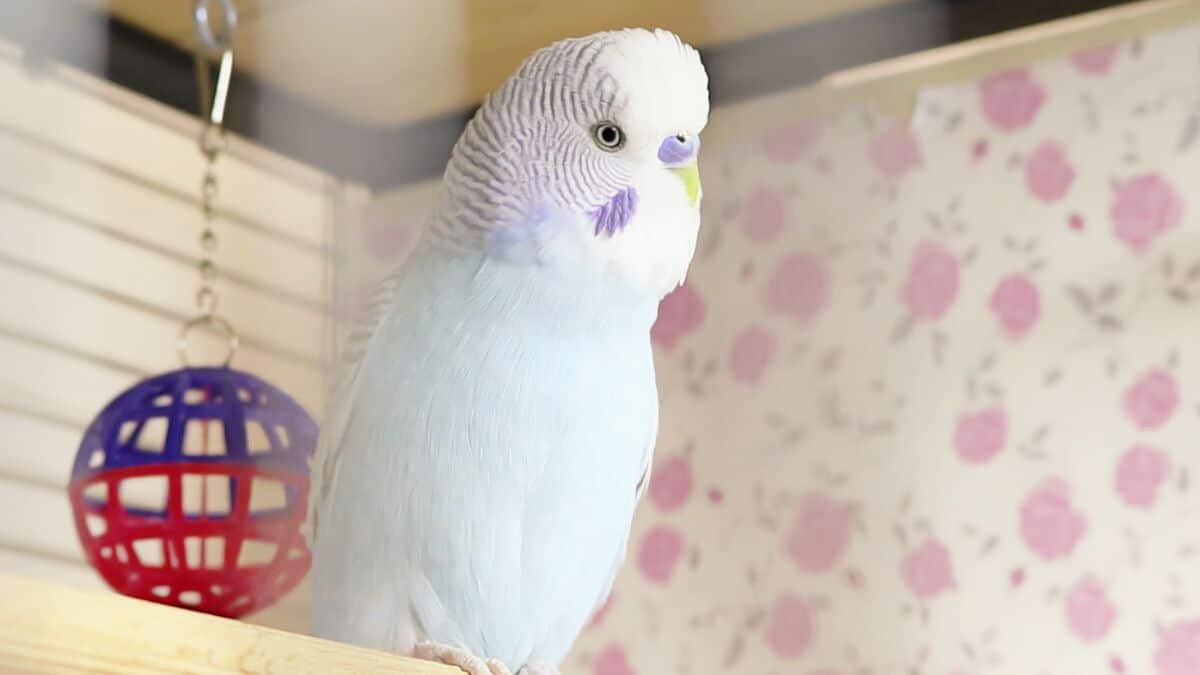 getting a second parakeet