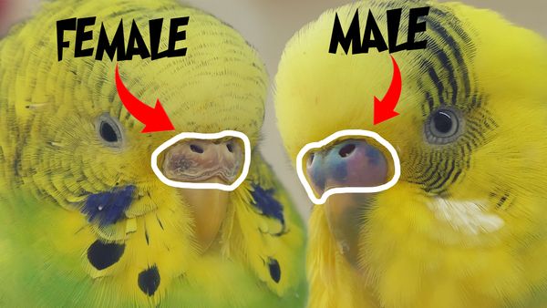 female budgie