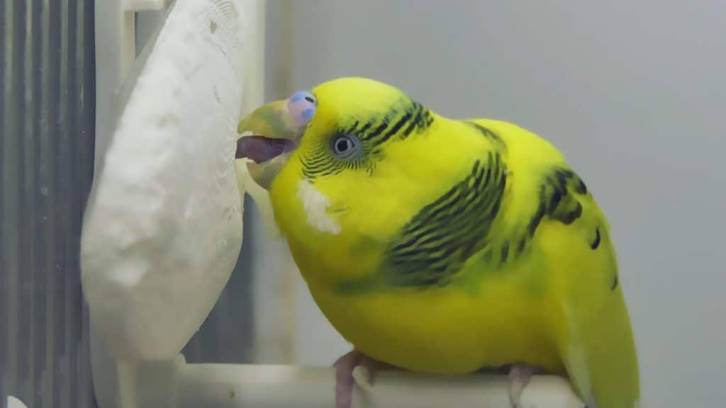 cuttlefish budgie cage