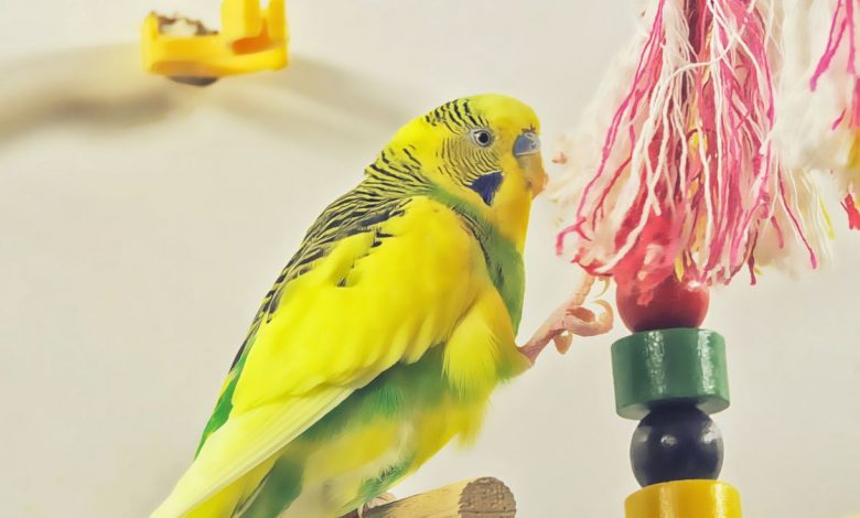 10 cool toys you can buy on amazon