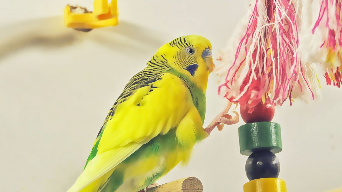 cheap budgie toys