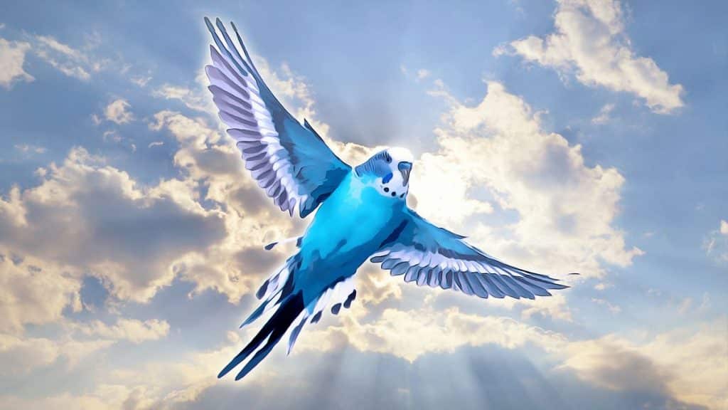 budgie flying