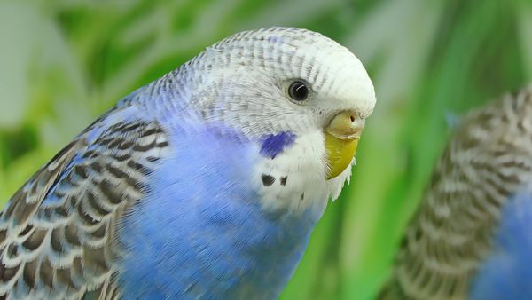Can you travel with a Budgie bird? How to safely travel