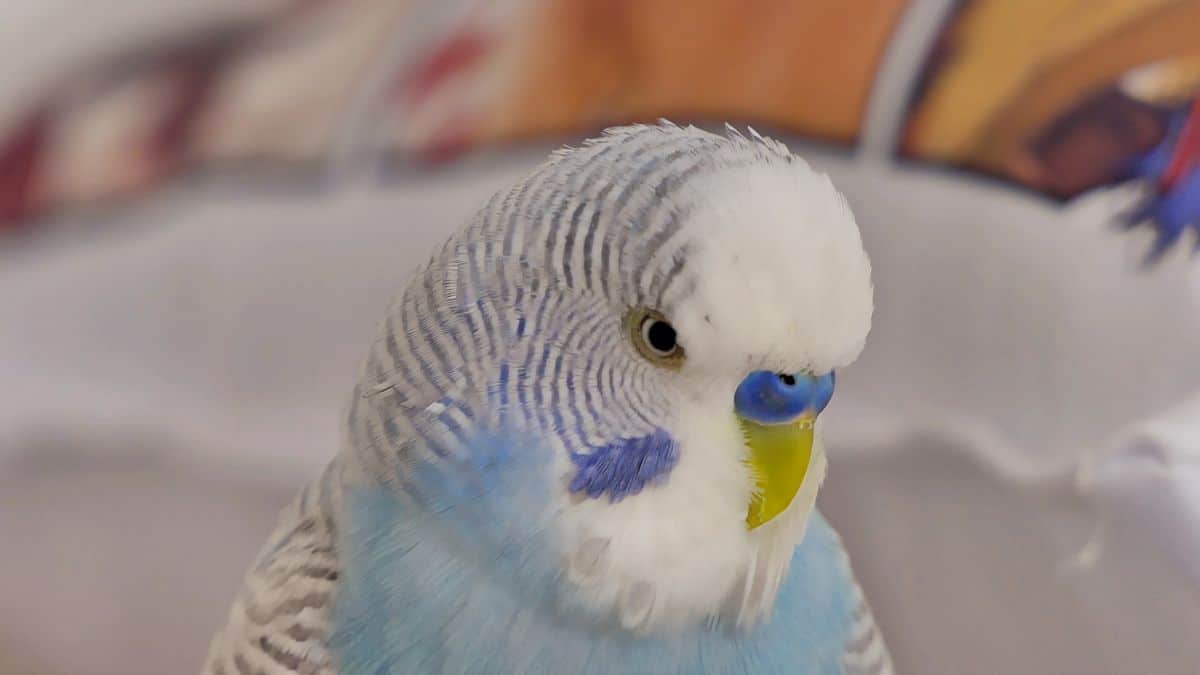 WHY IS MY PARAKEET SITTING AT THE BOTTOM OF THE CAGE?