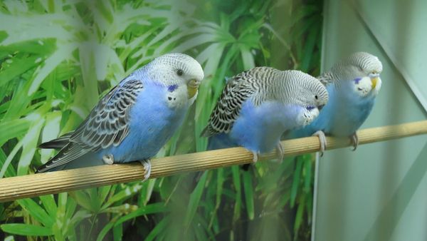 budgies for adoption