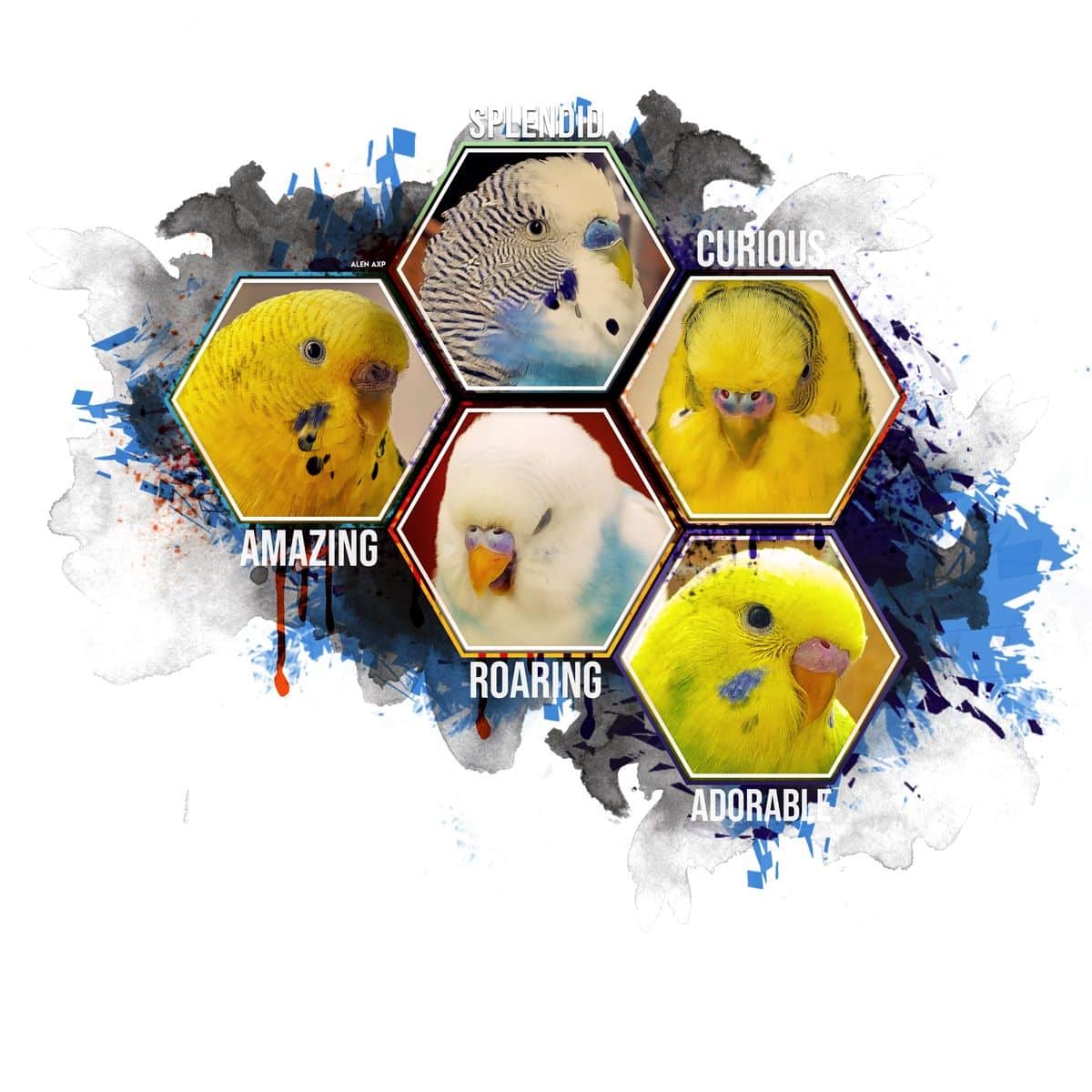 Budgie Questions and Answers Alen AxP Budgie Community